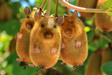 These Photoshop artists have turned pets into delicious foodstuffs photo 7