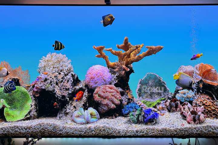 Roku OS Aquarium screensaver.
